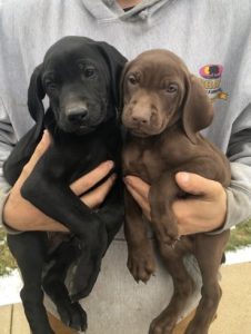 Weimaraner Vizsla Mix