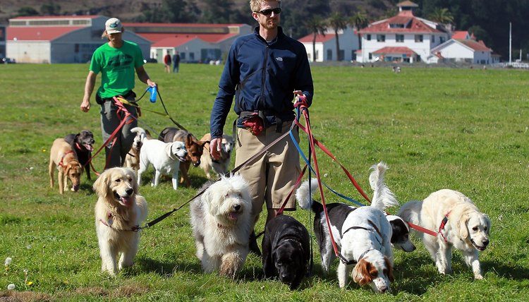 Discover Exciting Dog Walking Jobs for Pet Lovers