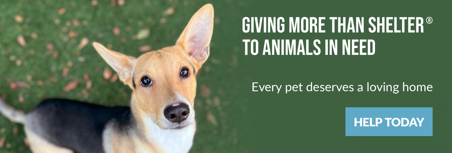 Clearfield SPCA