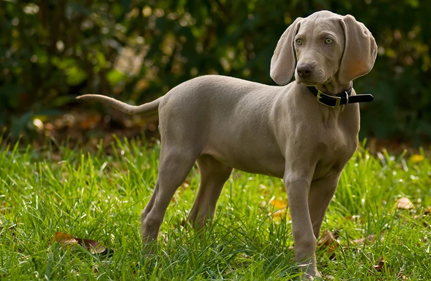 Weimaraners