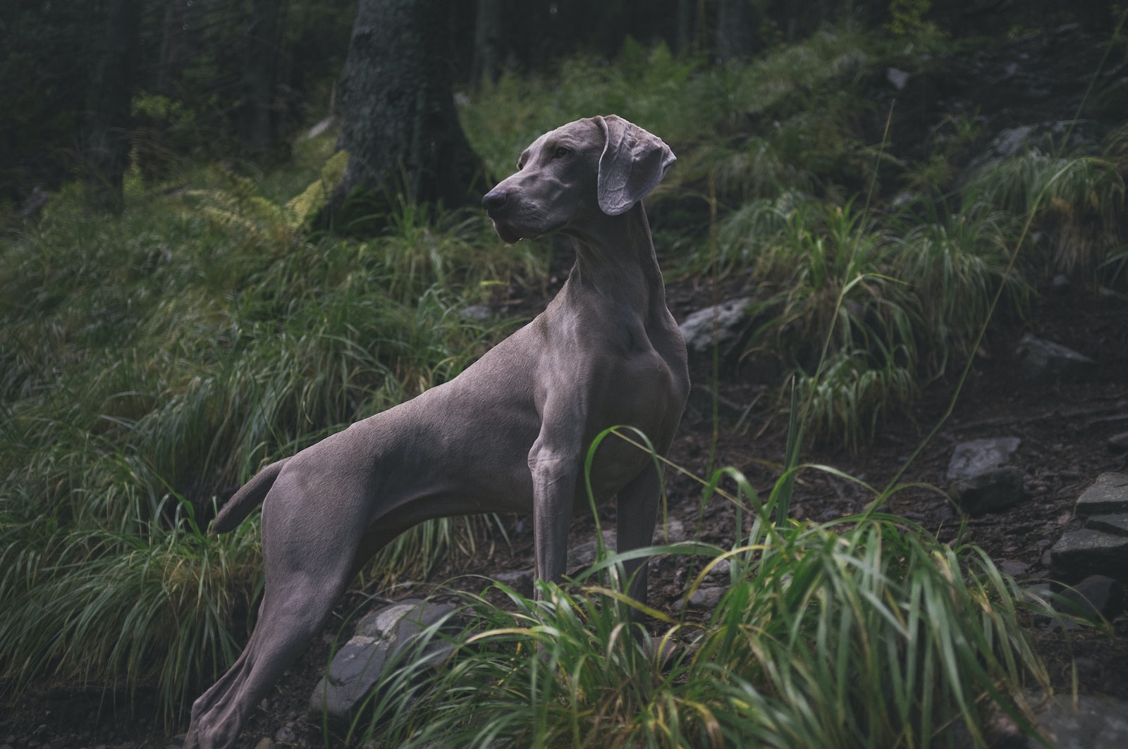 Weimaraner on forest during daytime