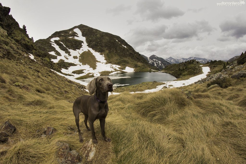 My Weimaraner Hera on ice mountain