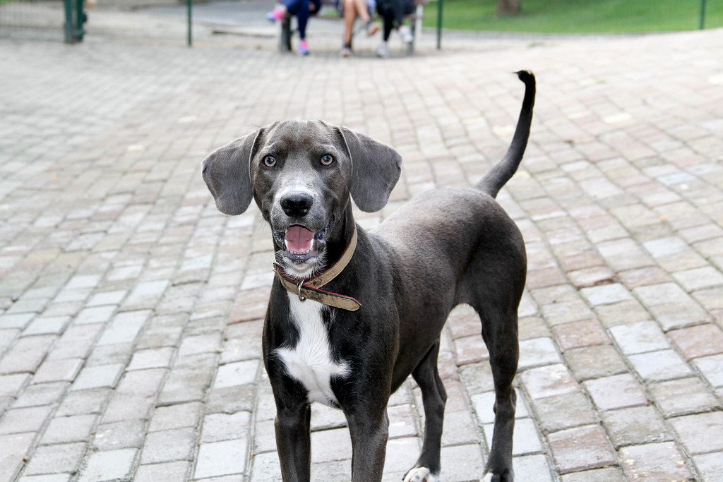 Weimaraner Beagle Mix dog on a park