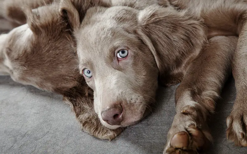Weimaraner Eye Problems