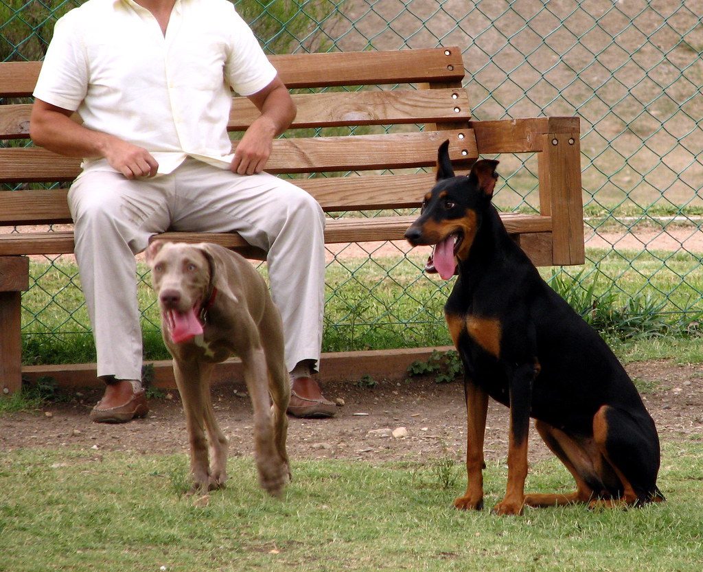 Weimaraner Doberman in a park