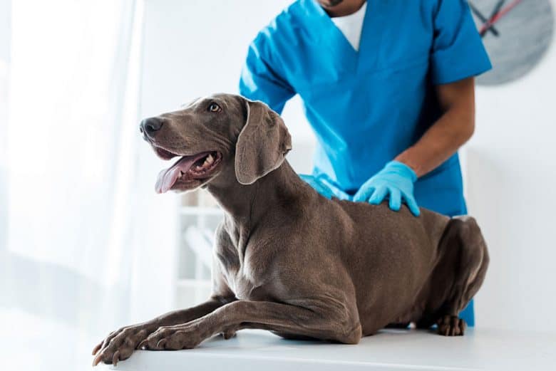 Overweight Weimaraner