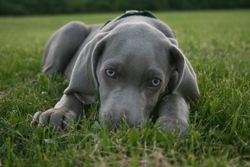 Weimaraner Eye Problems