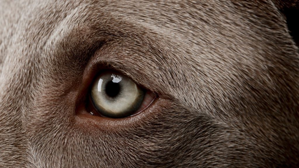 Weimaraner Eye Problems