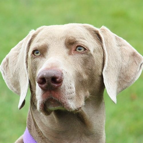 Weimaraner Eye Problems