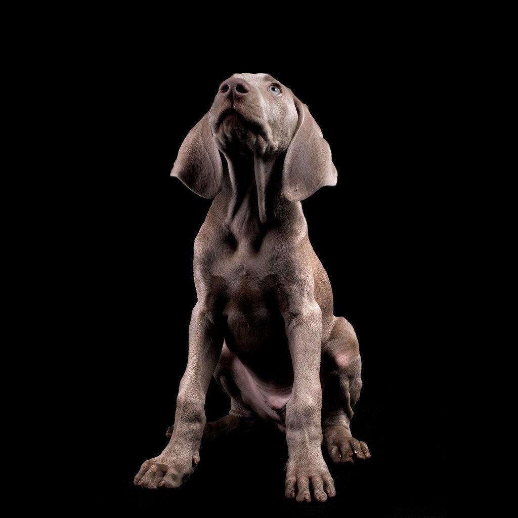 Weimaraner pup on a studio for photoshoot