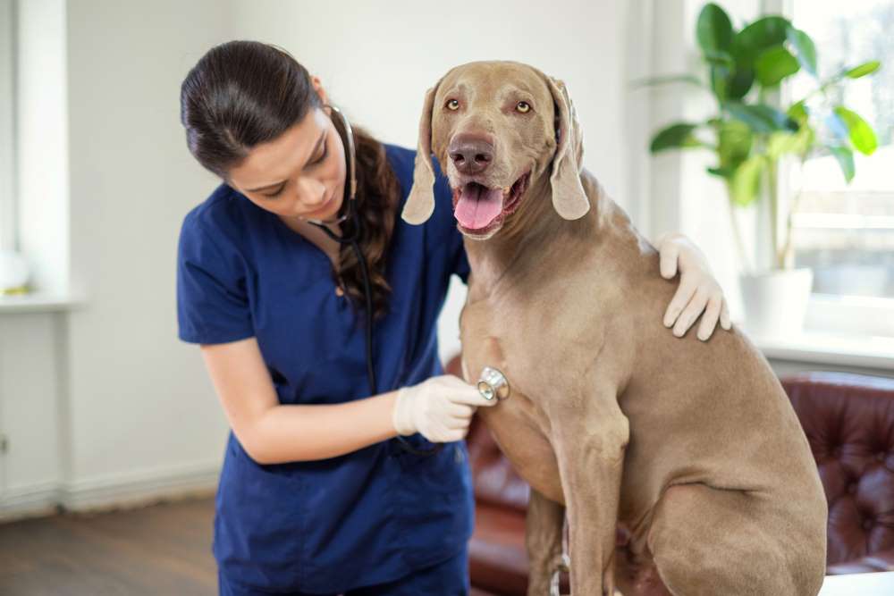 Overweight Weimaraner