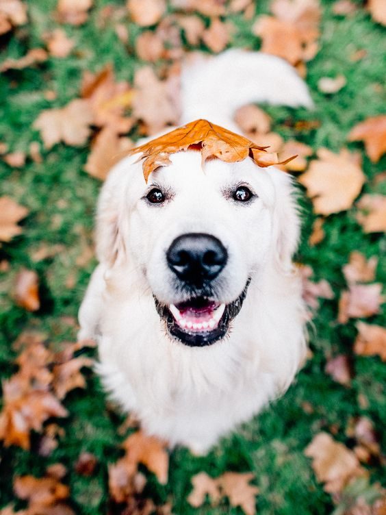 SPCA West Seneca