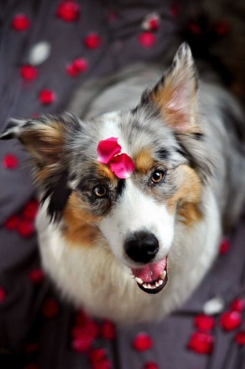 SPCA West Seneca