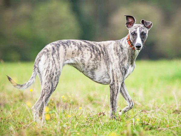 Whippet Puppies and Dog Breed Information