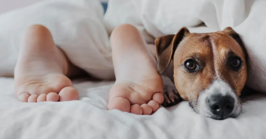 Dogs Sleep with Their Bums Facing You