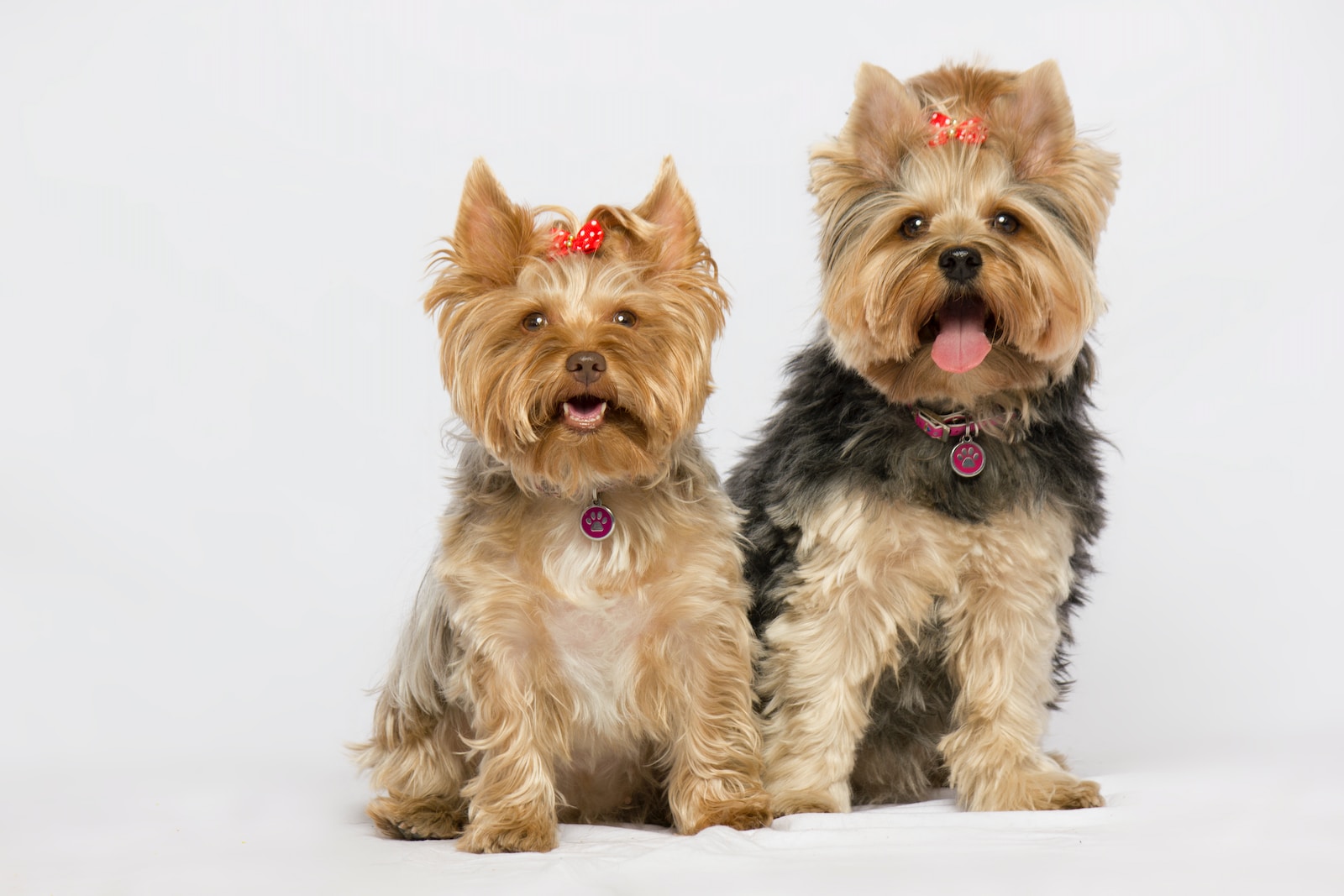A small black and brown Yorkie Husky mix dog