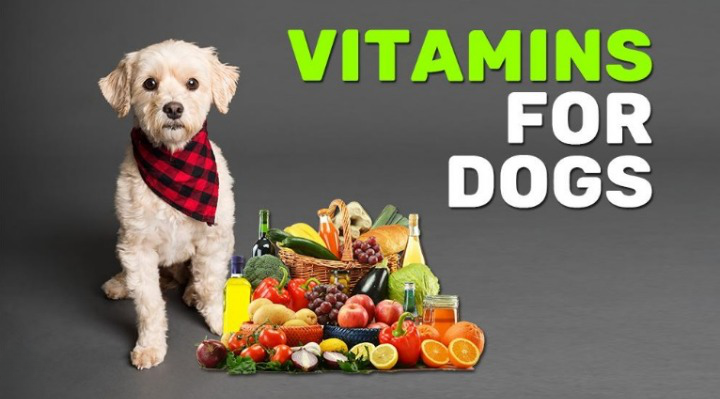 vitamins for homemade dog food