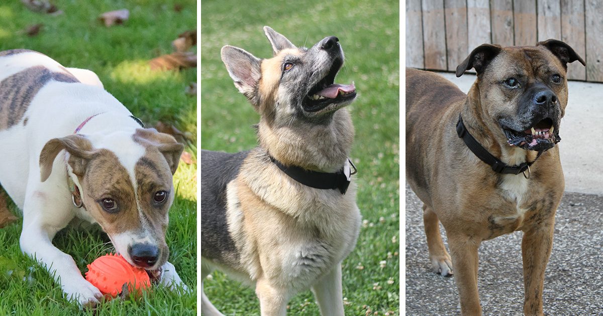 Animal Shelter Kent County