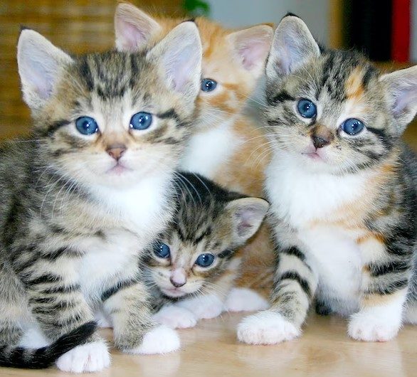 Richton-Park-Animal-Hospital