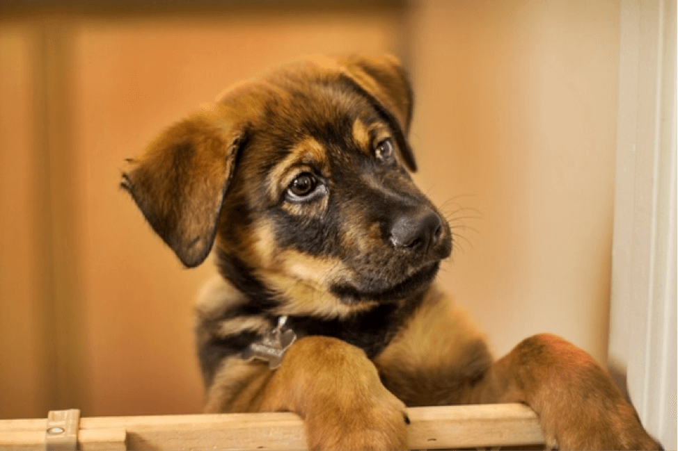 Calming Treats for Dogs