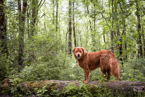 1000 Acre Dog Park