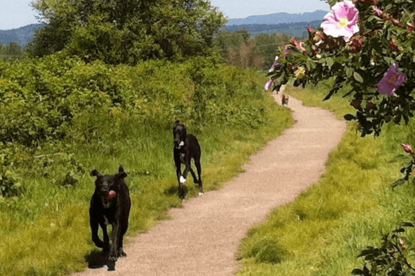 1000 Acre Dog Park