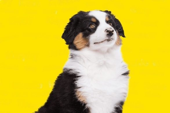 Names For Dogs Male