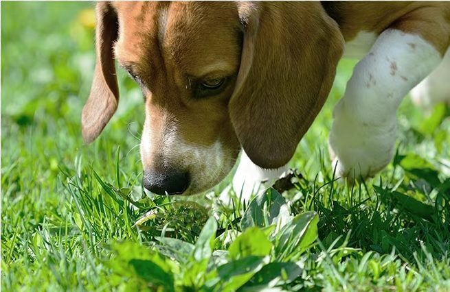 dogs eat poop