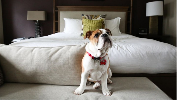 Dog Friendly Hotels