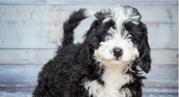 Dog Names That Start With N
