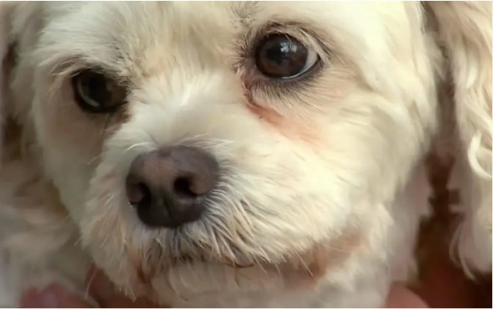 do dogs cry