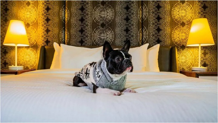 Dog Friendly Hotels