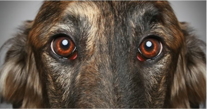 do dogs cry
