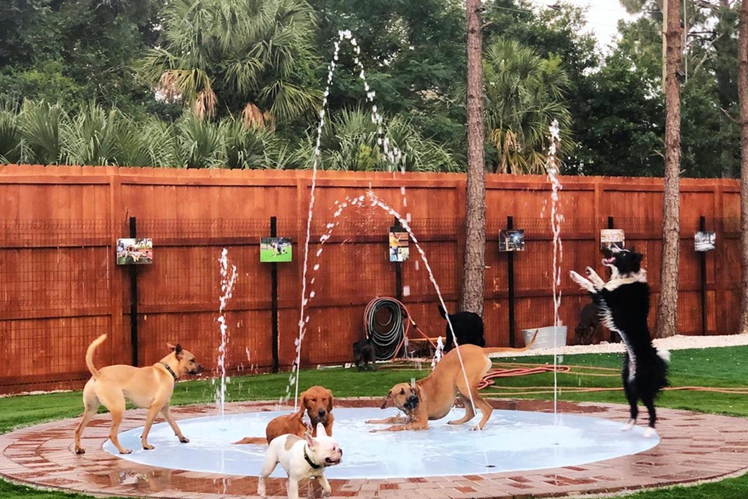 Dog Splash Pads