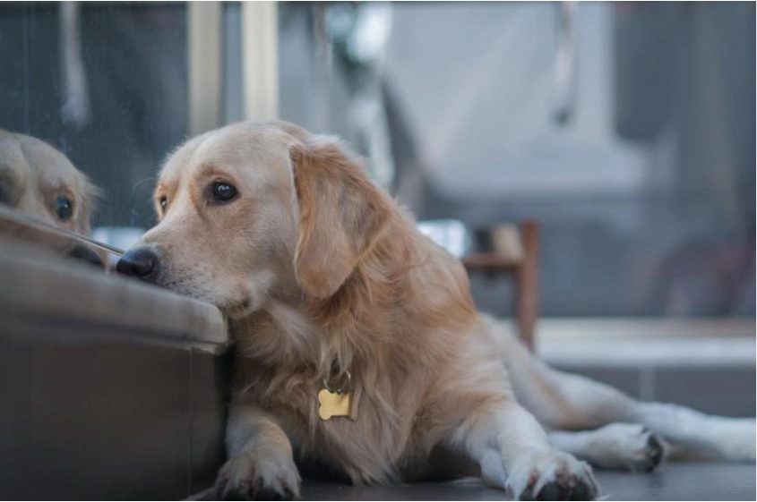 do dogs cry