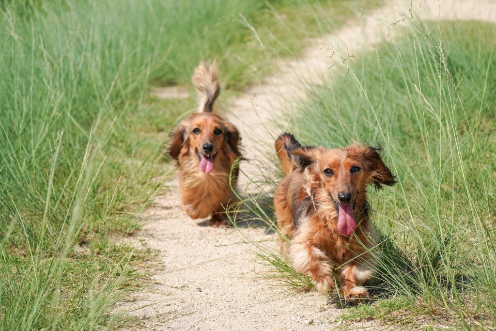 2 dogs, brown long coated on green grass field during daytime