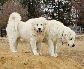 Colorado Mountain Dog