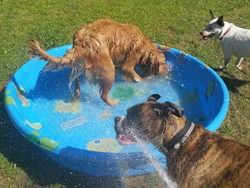  Dog Splash Pads