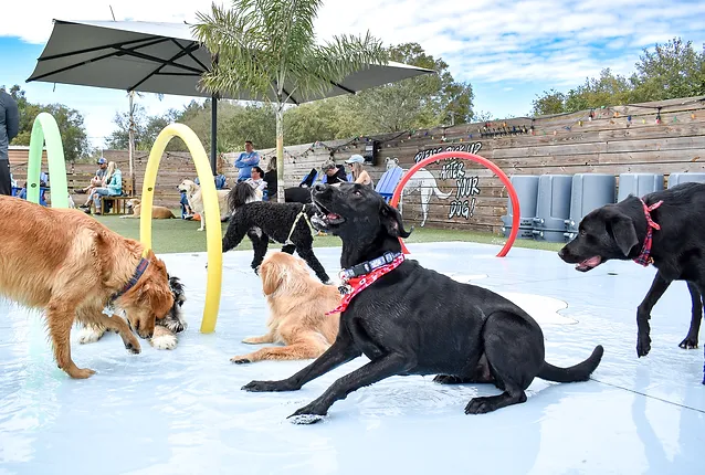  Dog Splash Pads