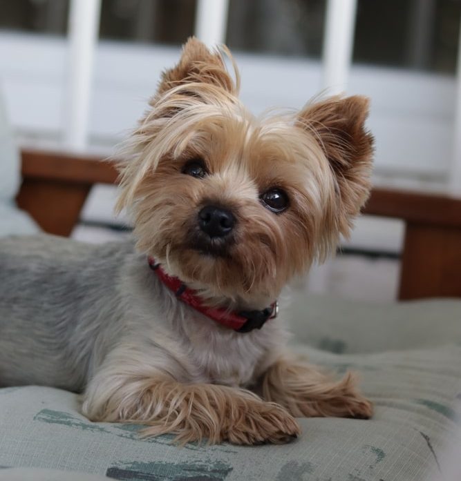 Jackapoo