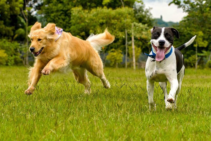 Sheepfold Dog Park
