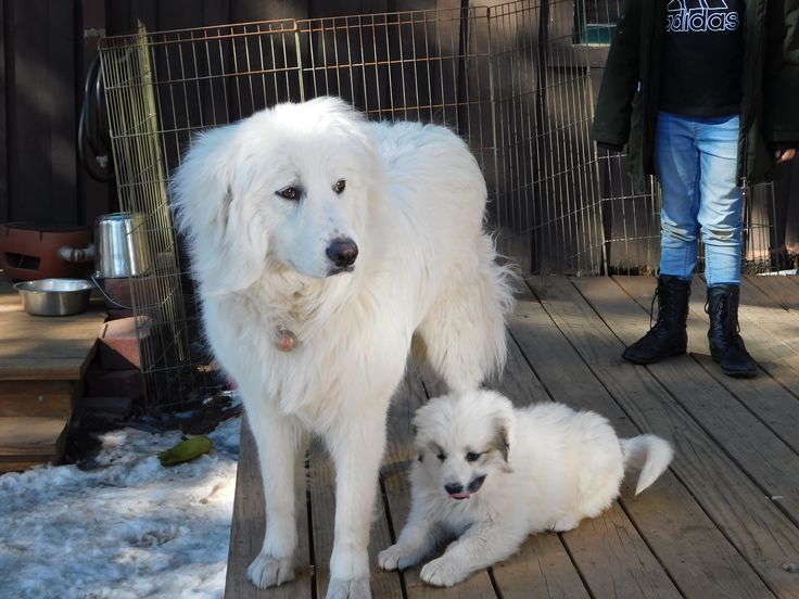 Colorado Mountain Dog