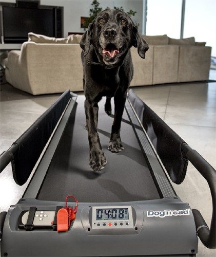 Dog Treadmill