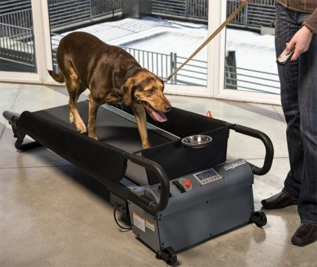 Dog Treadmill