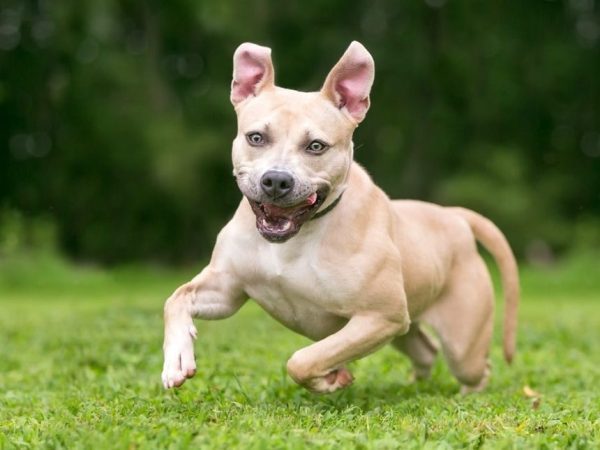 Zoomies<br />
