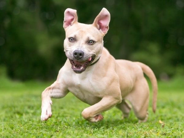 Zoomies