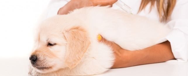 Maricopa Animal Shelter