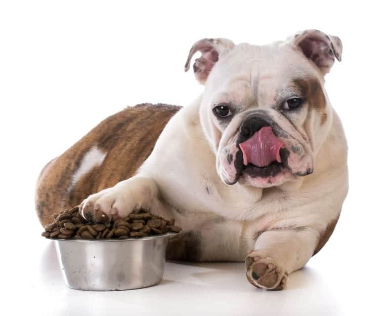 Dogs Stomach Gurgling