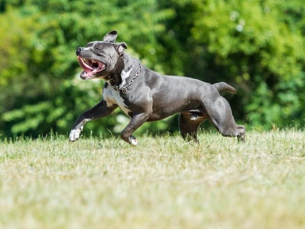 Zoomies