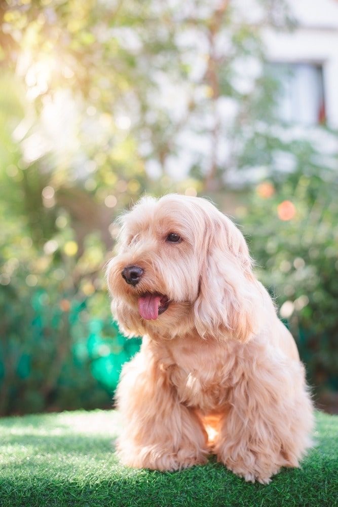 47a5435f15-min Cockapoo dog